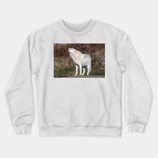 An Arctic Wolf Howls during the day Crewneck Sweatshirt